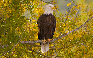 Bald Eagle image