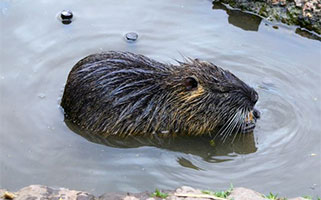 Beaver image