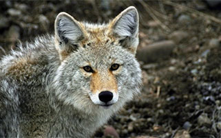 Coyote Image