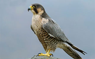 Falcon image