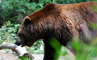 Grizzly Bear image