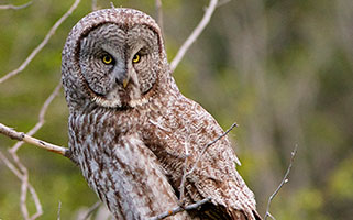 Great Gray Owl image