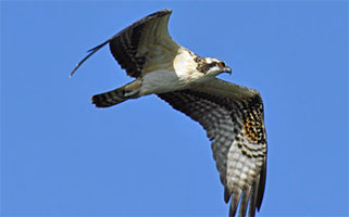 Osprey image